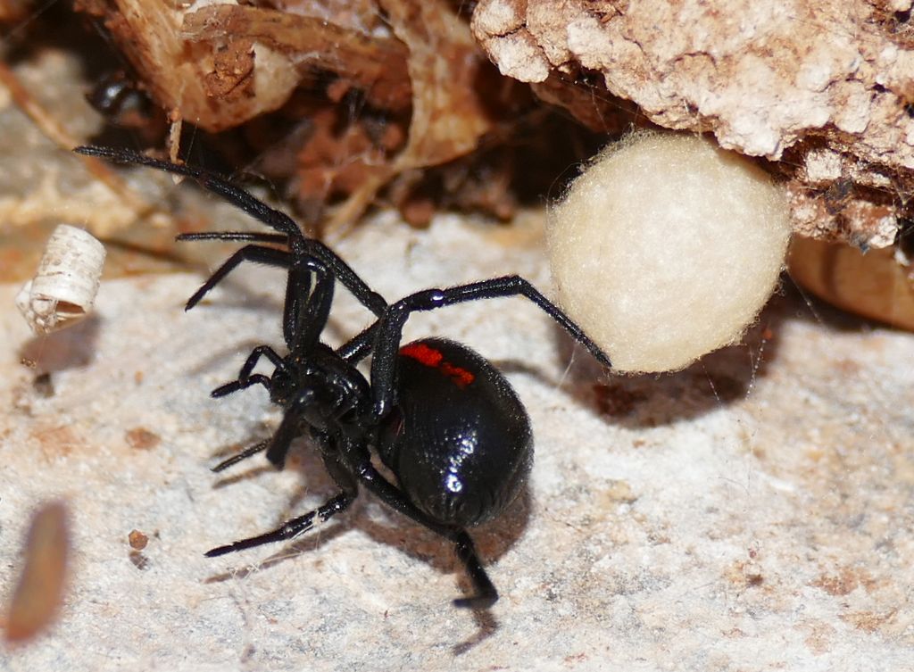 Theridiidae:  Steatoda paykulliana - penisola dell''Akamas (Cipro)